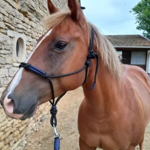 Licol éthologique taille cheval